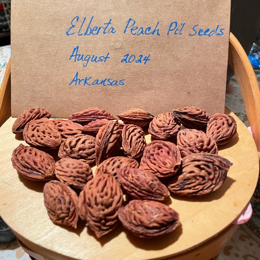 Elberta Peach Tree Seed Pits. Recently harvested and cleaned.